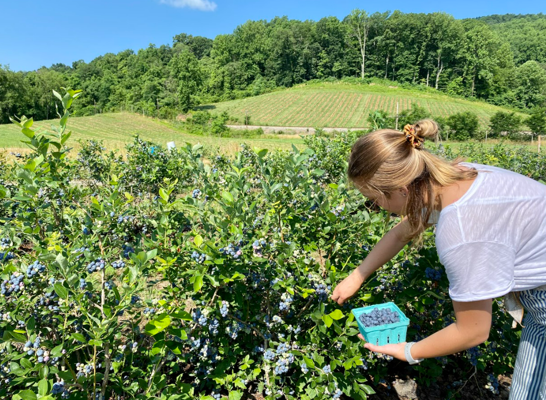 Learn About Peaches  Chiles Family Orchards