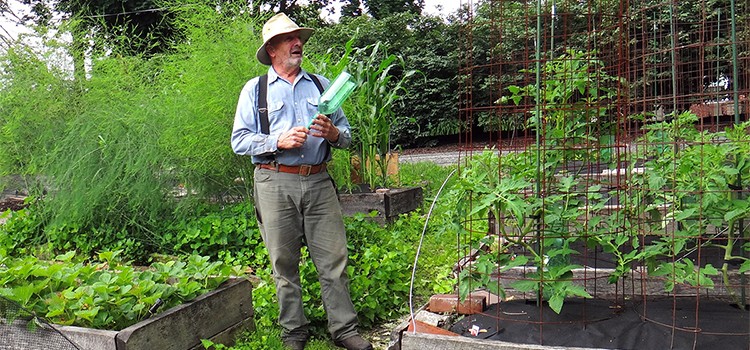 Garlic  Piedmont Master Gardeners